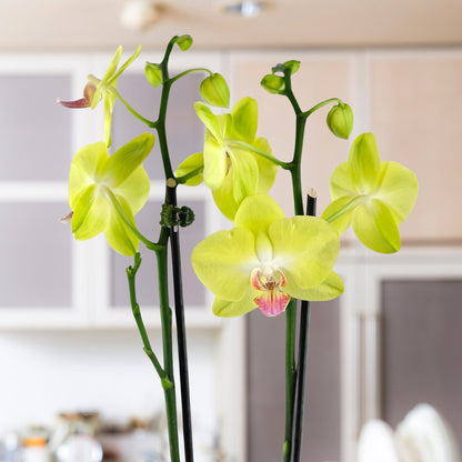 Energy Amplified - Luxury Dish Garden