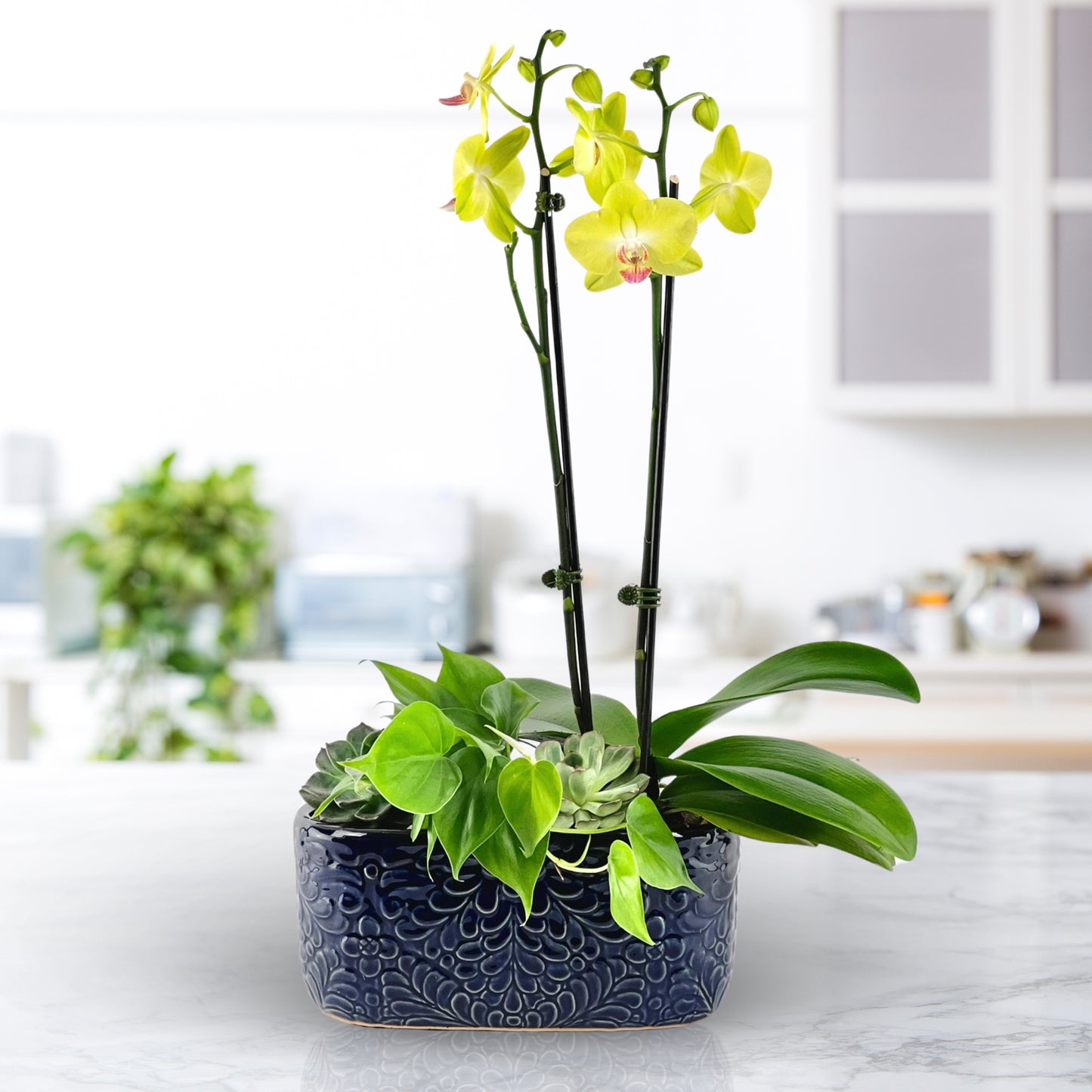 energy amplified - luxury dish garden
