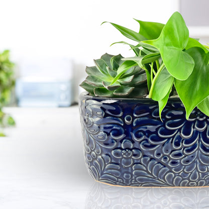 Energy Amplified - Luxury Dish Garden
