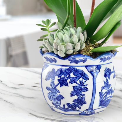 Exotic Elegance - Phalaenopsis Plant