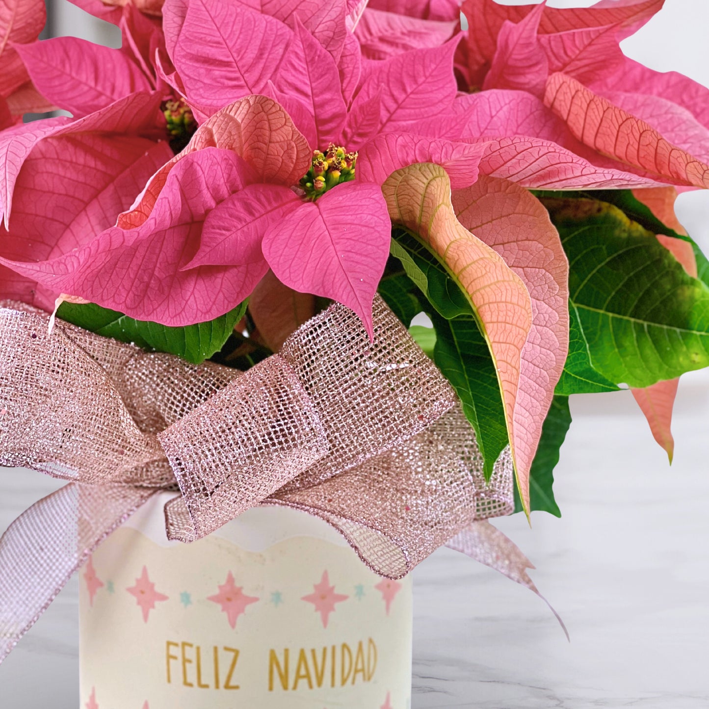 feliz navidad poinsettia