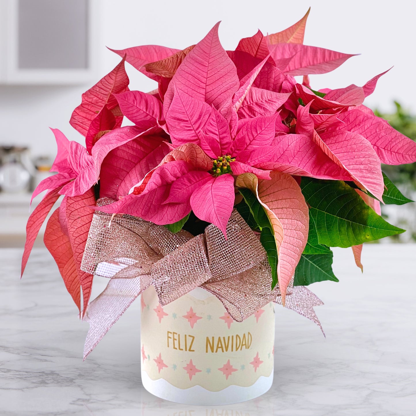 feliz navidad poinsettia