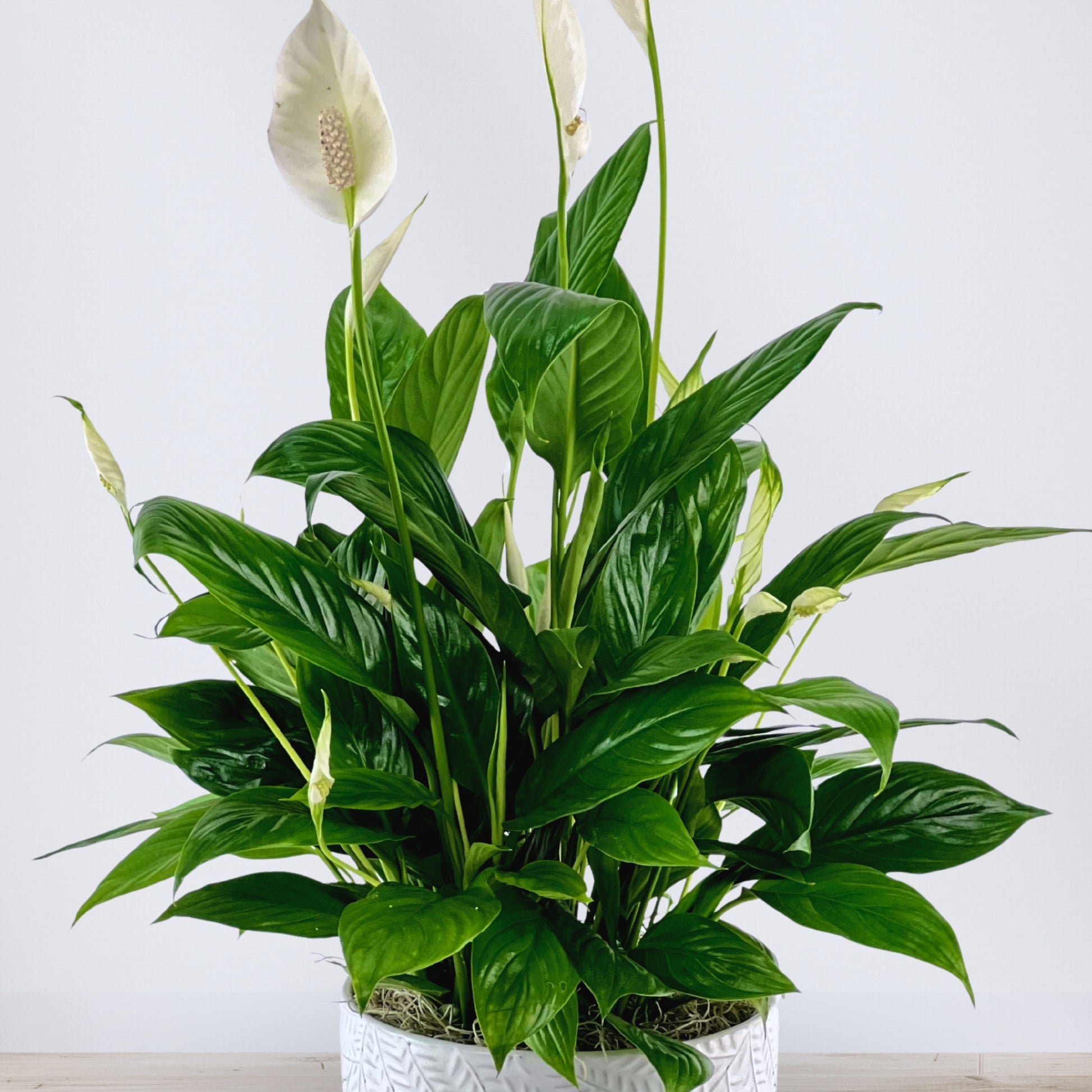 peace lily near me Forget-Me-Not Peace Lily