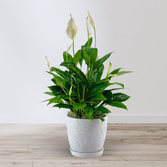 Forget-Me-Not Peace Lily