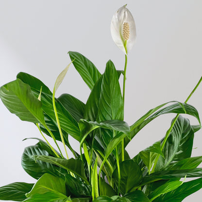 Boho Chic Peace Lily