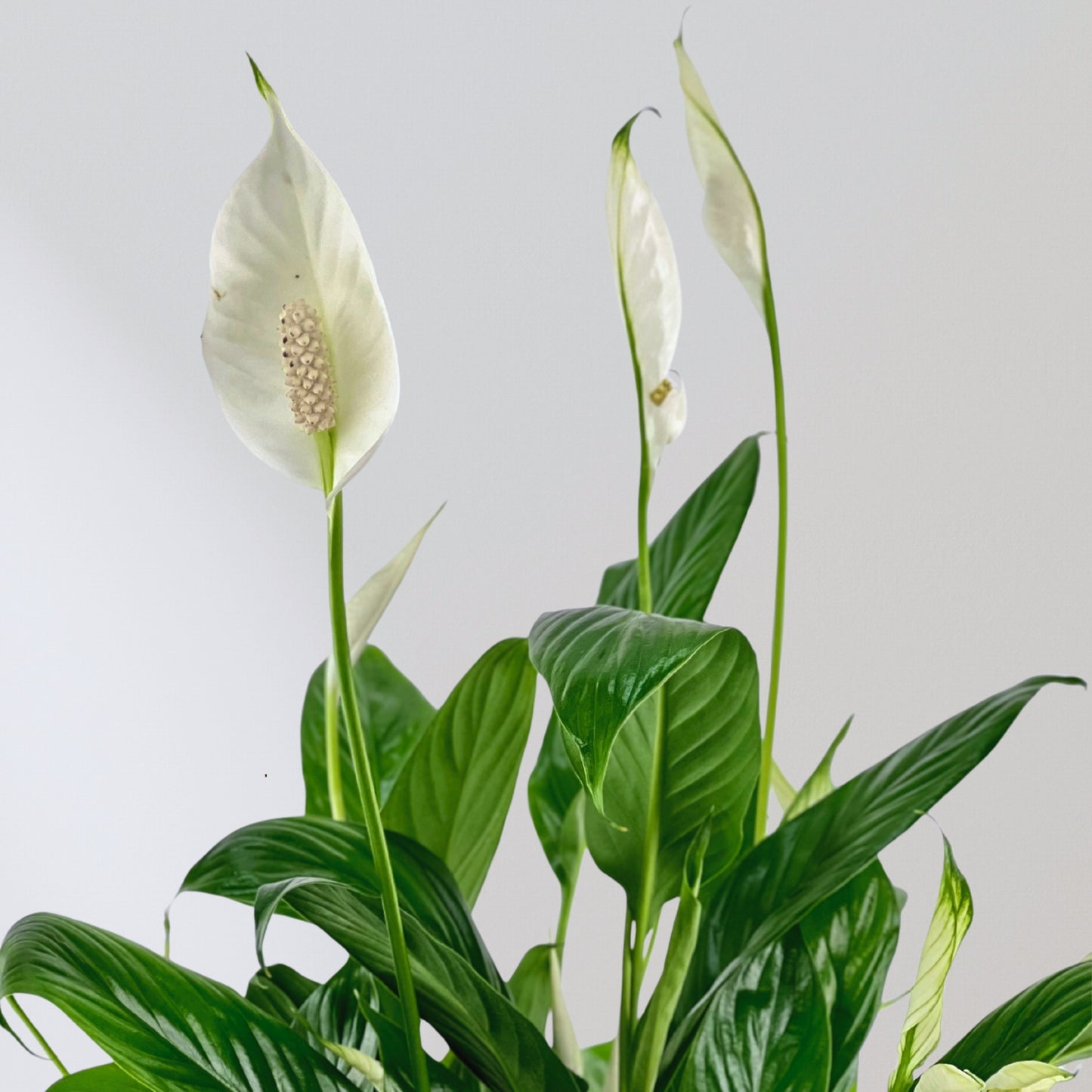 boho chic peace lily