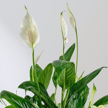 Boho Chic Peace Lily