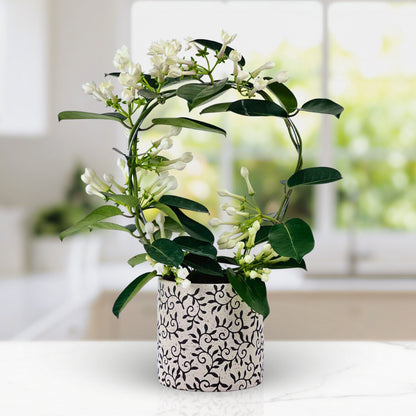 Heaven Scent - Stephanotis Plant