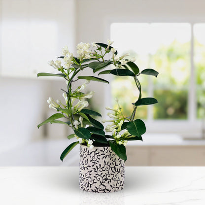 Heaven Scent - Stephanotis Plant