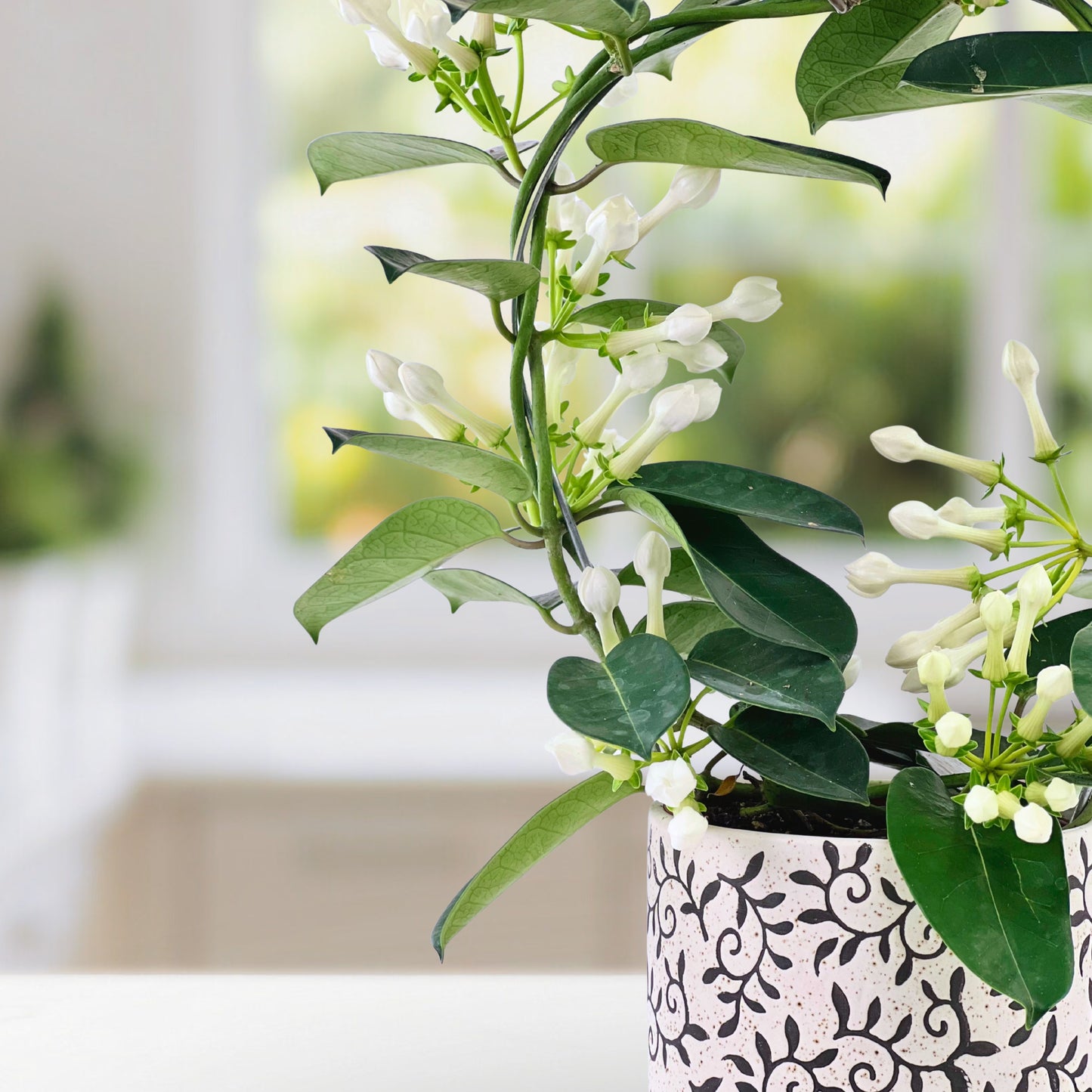 heaven scent - stephanotis plant