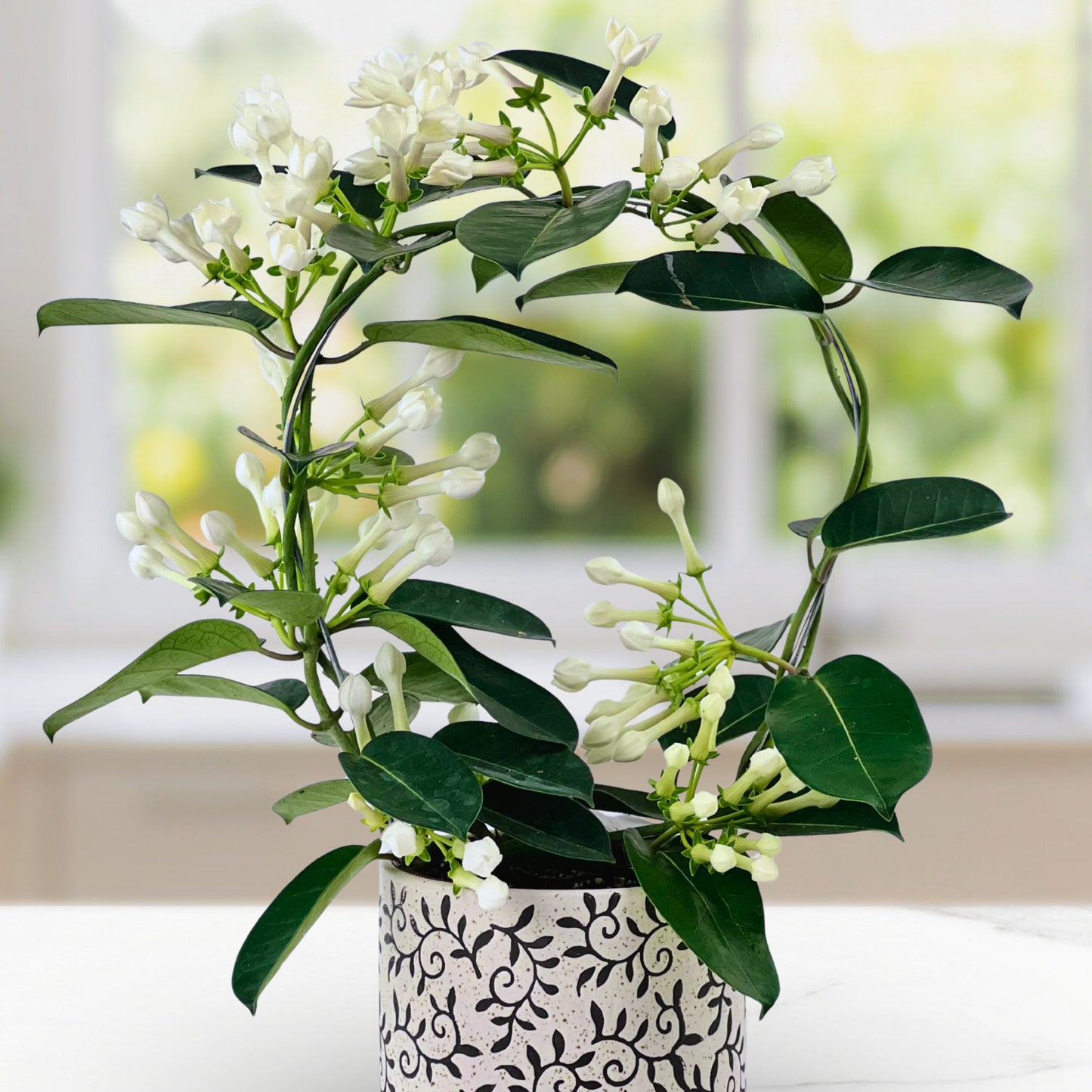 heaven scent - stephanotis plant