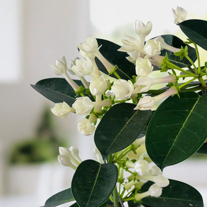 Heaven Scent - Stephanotis Plant