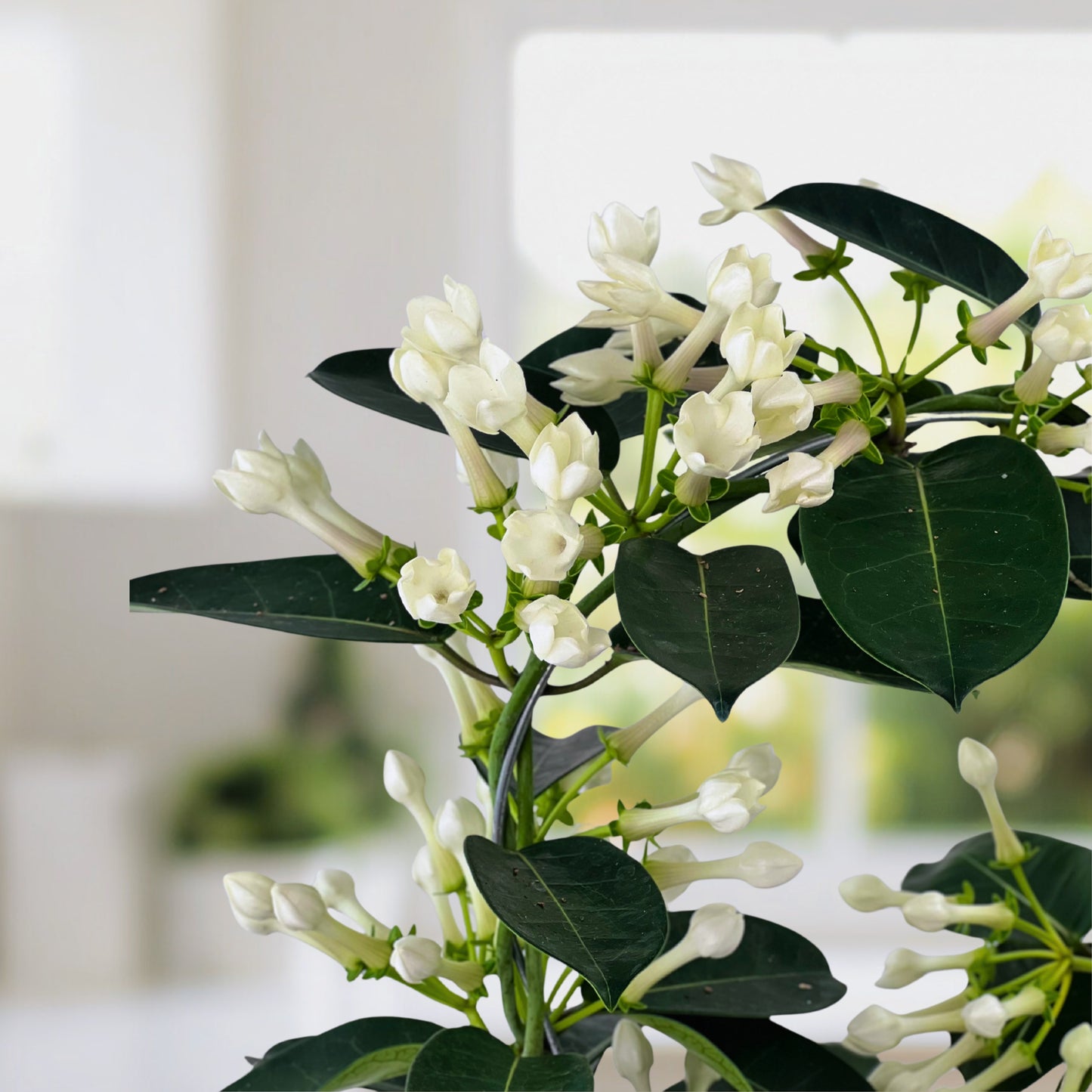 heaven scent - stephanotis plant