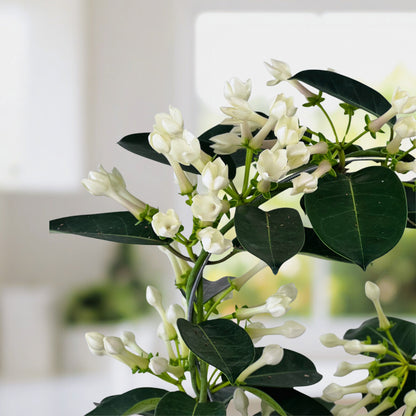 Heaven Scent - Stephanotis Plant