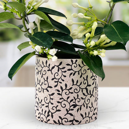Heaven Scent - Stephanotis Plant