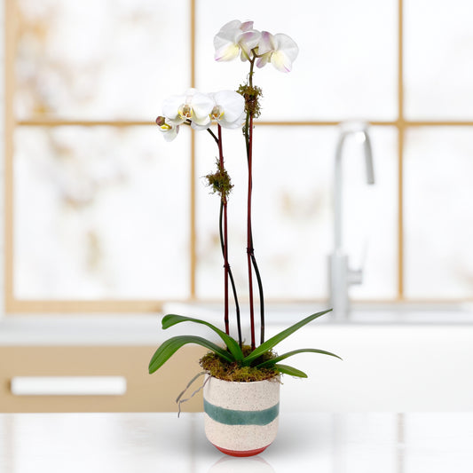 Here Comes the Sun - Phalaenopsis Plant