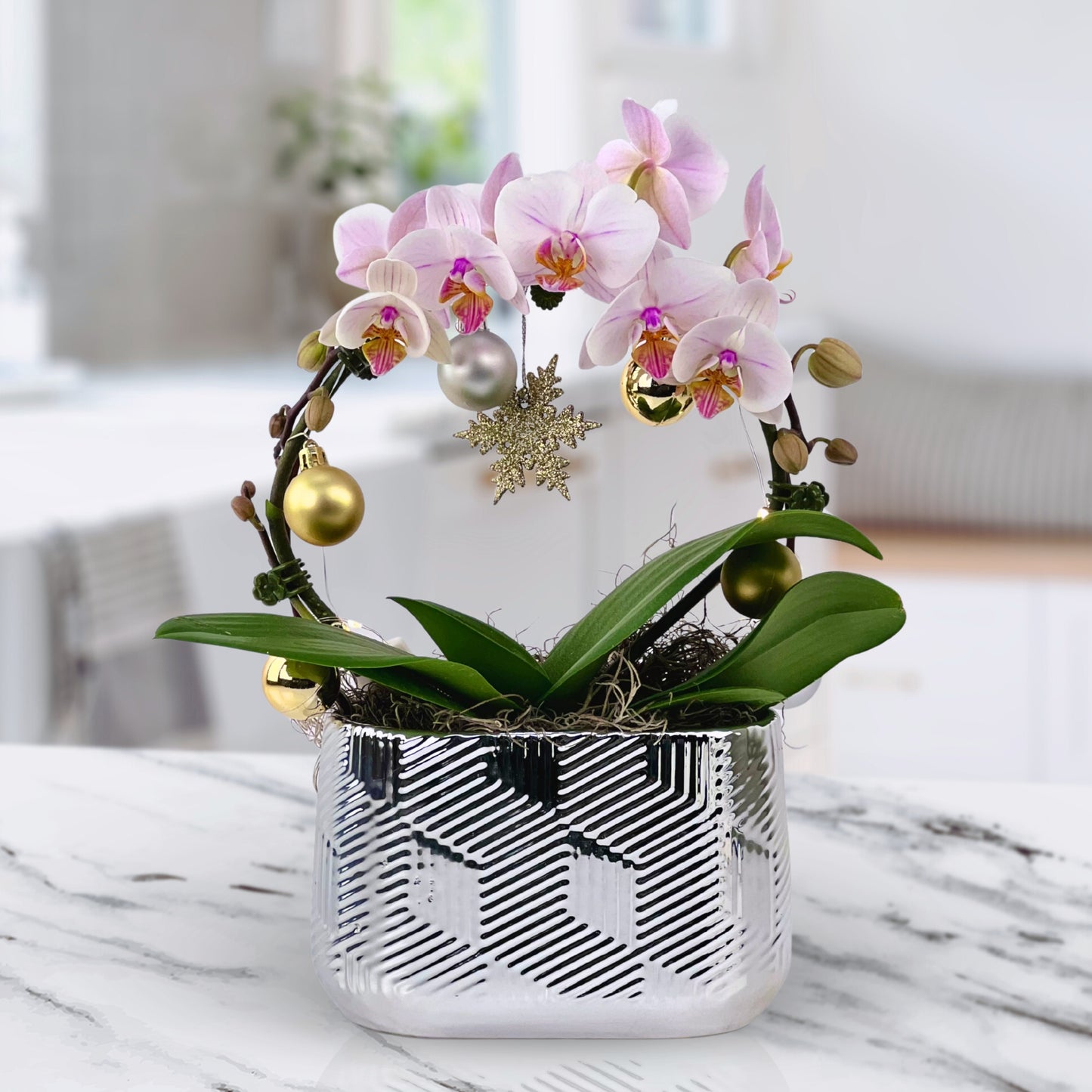 merry & bright - phalaenopsis plant