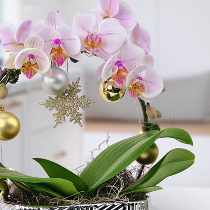 Merry & Bright - Phalaenopsis Plant