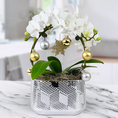 Merry & Bright - Phalaenopsis Plant