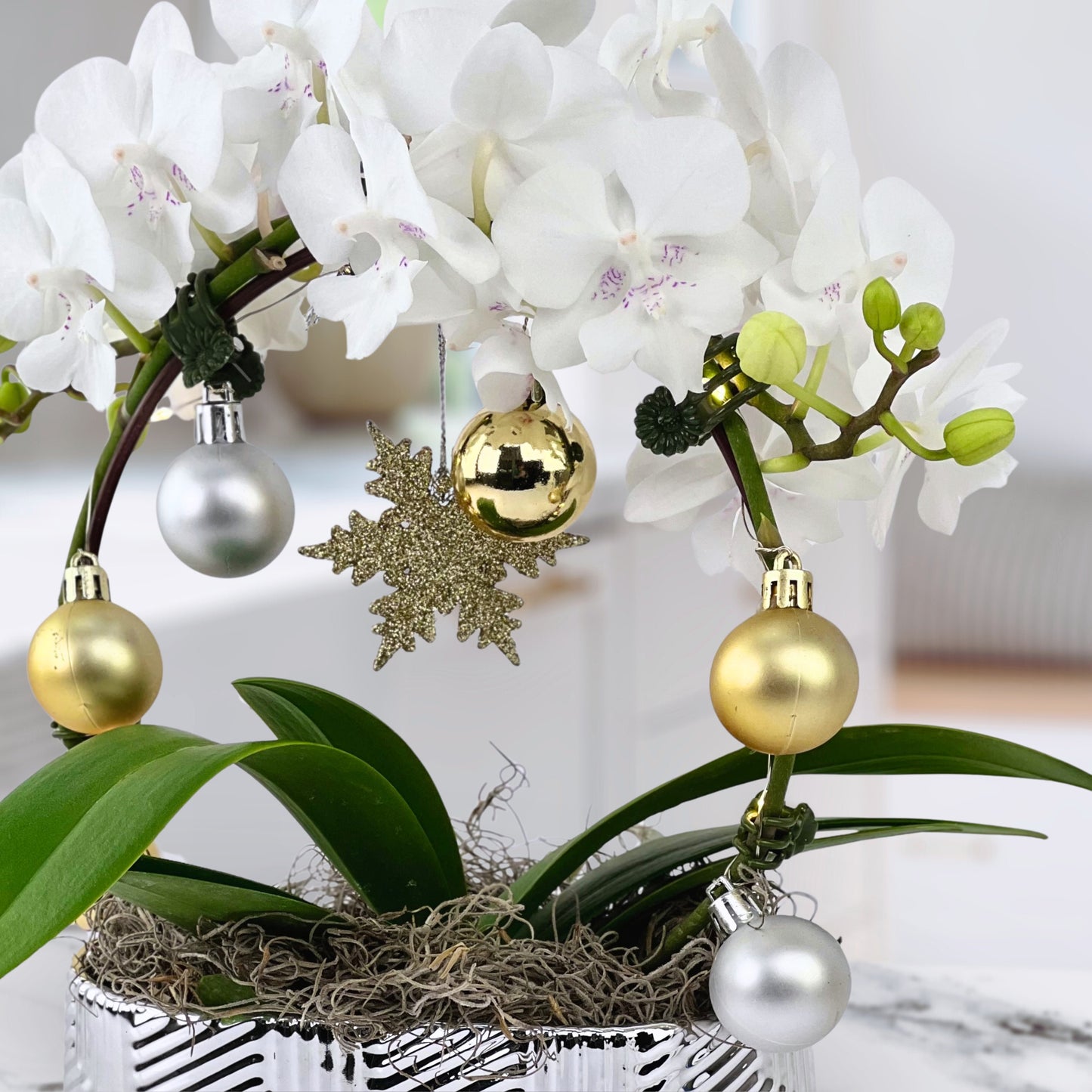 merry & bright - phalaenopsis plant