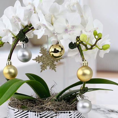 Merry & Bright - Phalaenopsis Plant