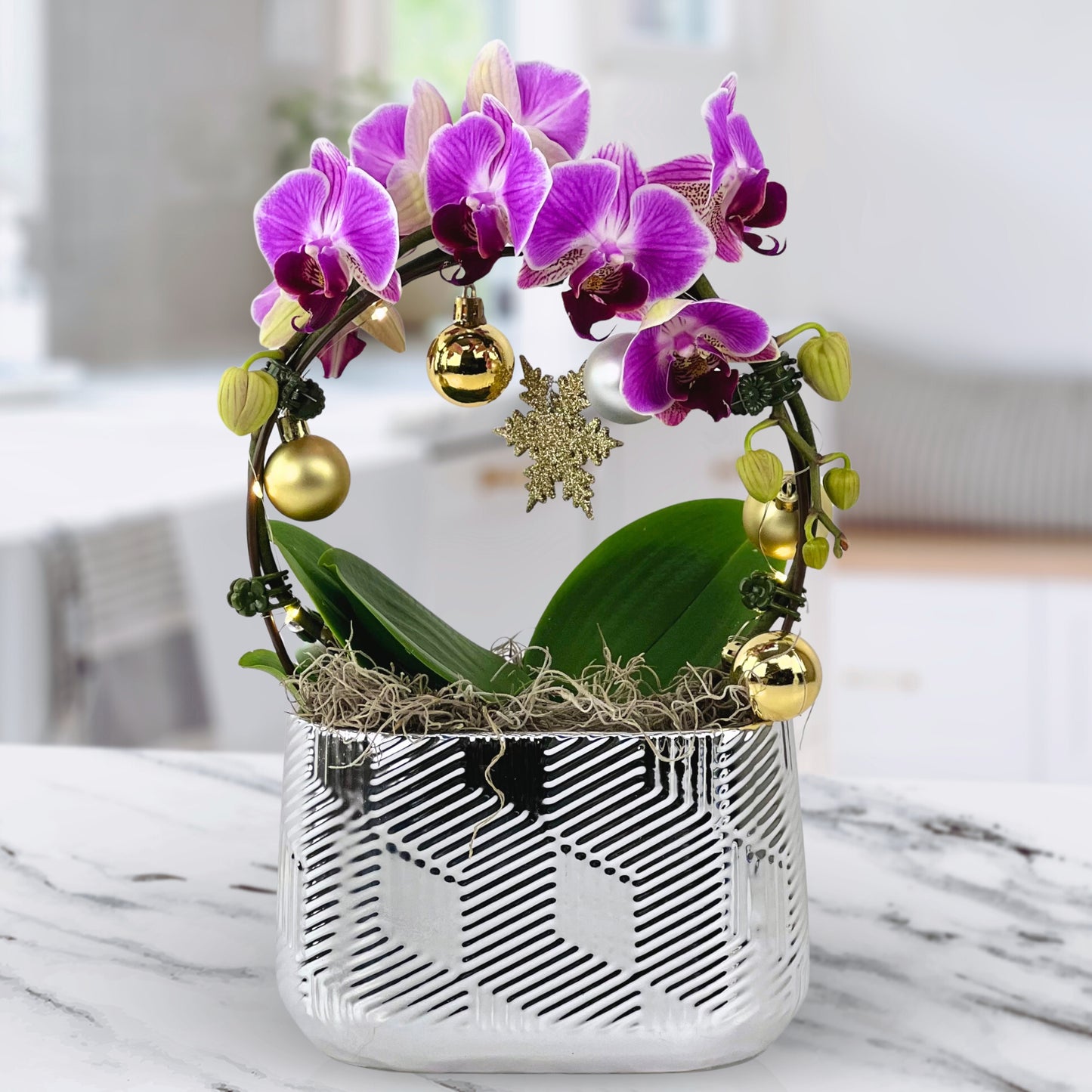 merry & bright - phalaenopsis plant