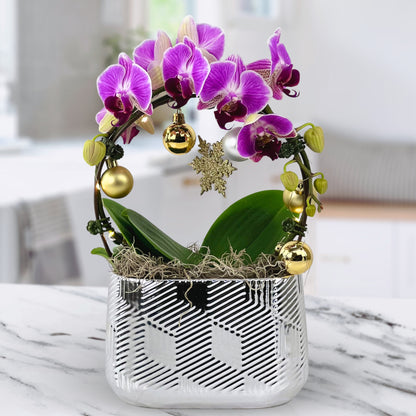 Merry & Bright - Phalaenopsis Plant