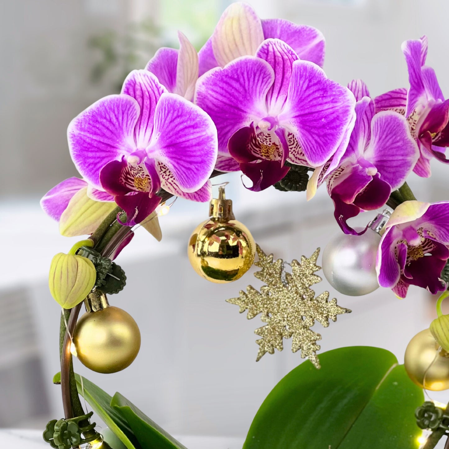 merry & bright - phalaenopsis plant