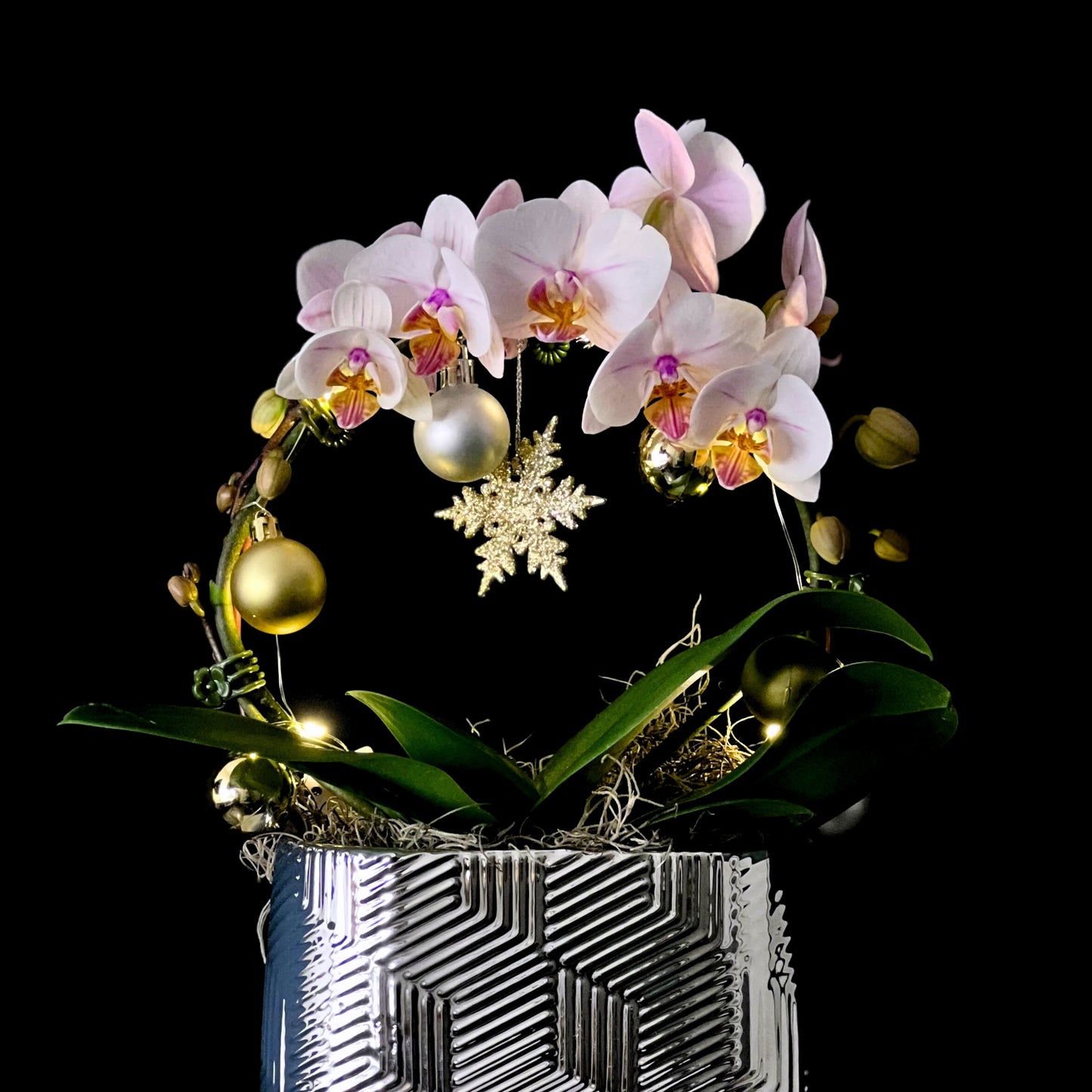 merry & bright - phalaenopsis plant