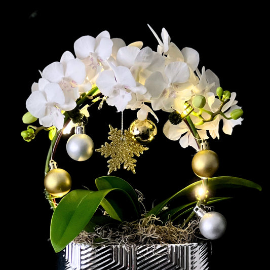 Merry & Bright - Phalaenopsis Plant