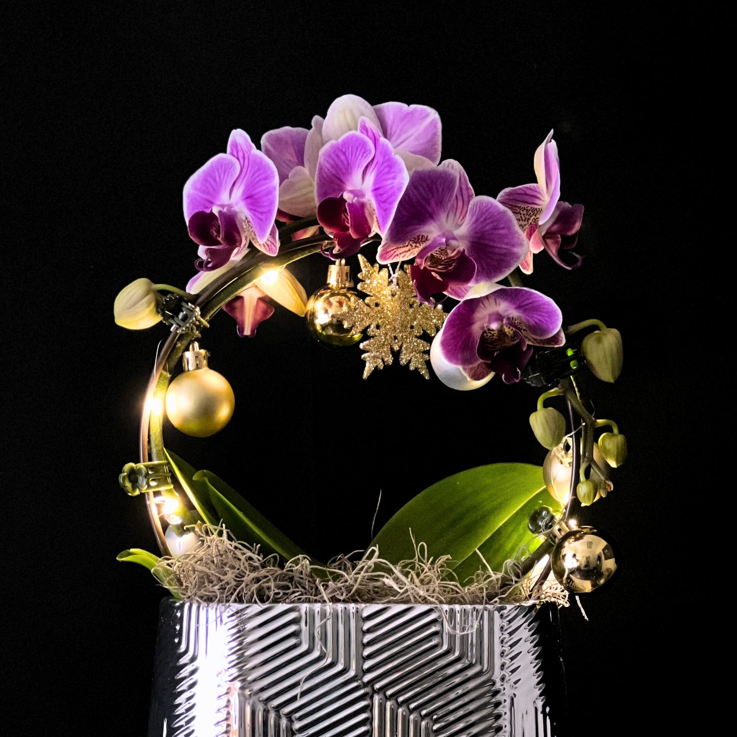 merry & bright - phalaenopsis plant