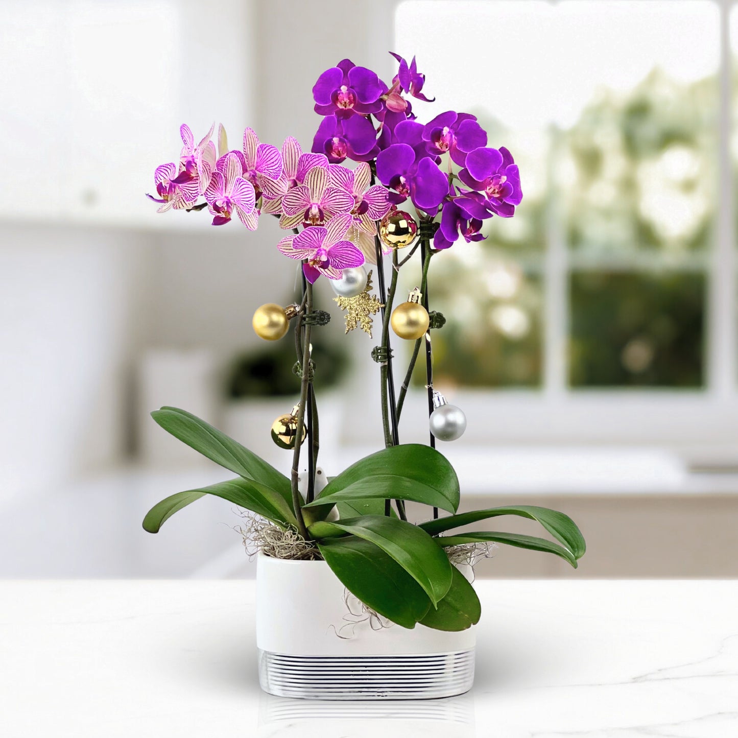 midnight snowfall - phalaenopsis plant