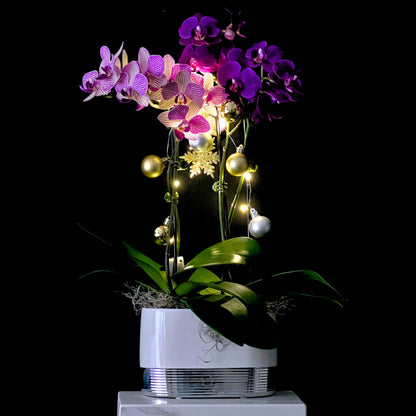 Midnight Snowfall - Phalaenopsis Plant