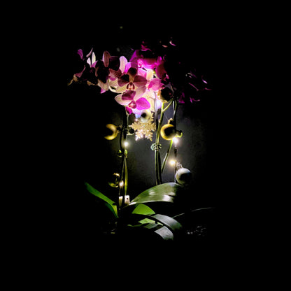 Midnight Snowfall - Phalaenopsis Plant