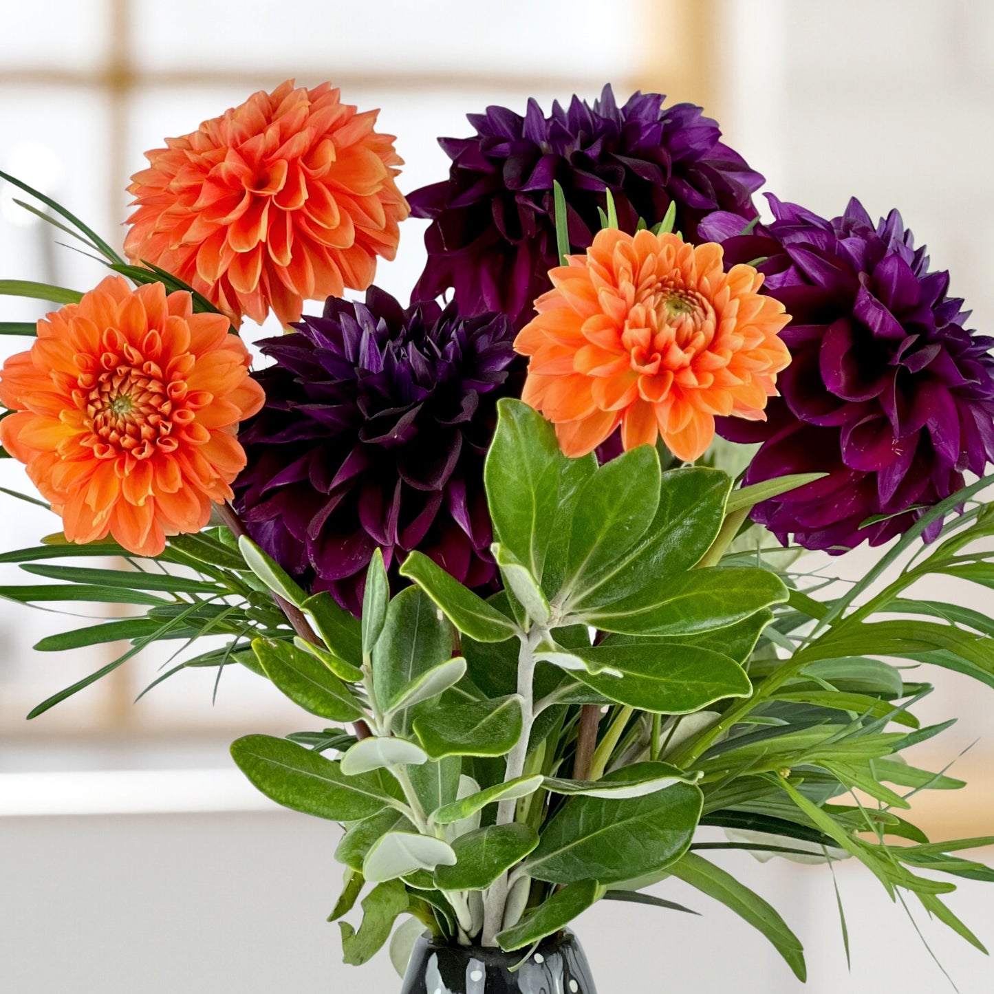 midnight mischief dahlias