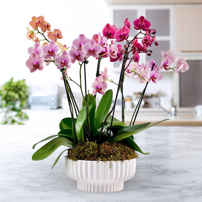 Moss and Moonlight Luxury Phalaenopsis Garden from Twinbrook Floral Design