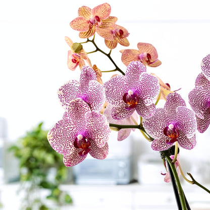 Moss & Moonlight - Luxury Phalaenopsis Garden