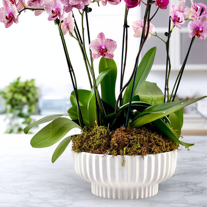 Moss & Moonlight - Luxury Phalaenopsis Garden