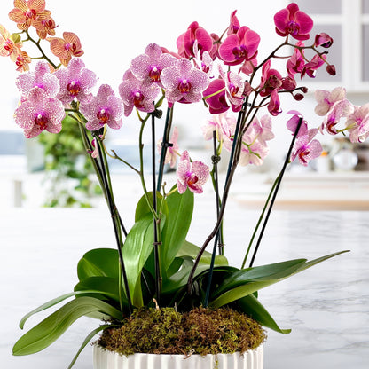 Moss & Moonlight - Luxury Phalaenopsis Garden