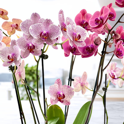 Moss & Moonlight - Luxury Phalaenopsis Garden