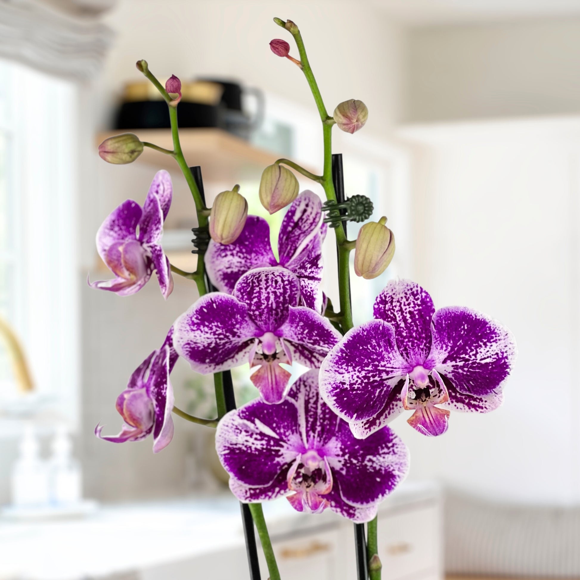 orchid house plant Ocean Breeze