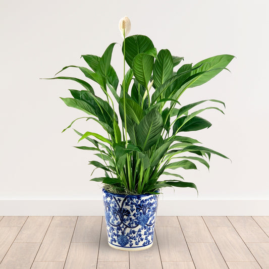 Pleasant Valley Peace Lily
