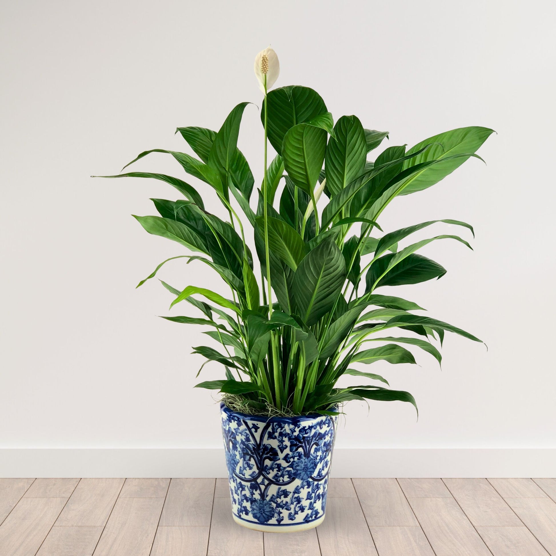 1820 peace lily plant Pleasant Valley Peace Lily