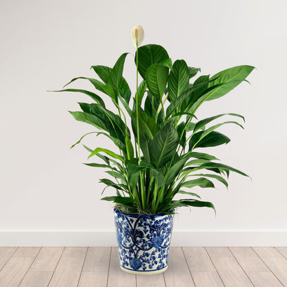 Pleasant Valley Peace Lily