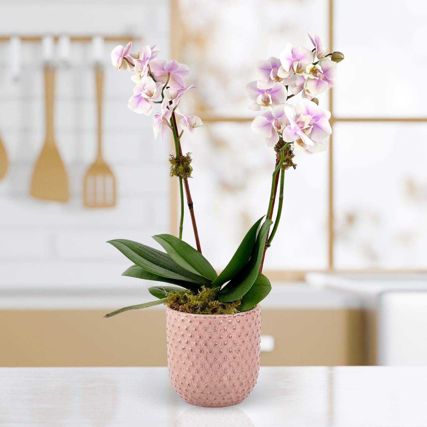 pleasant valley pink - mini phalaenopsis plant