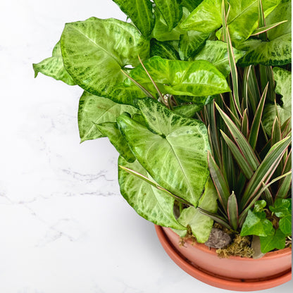 Rust & Root Dish Garden