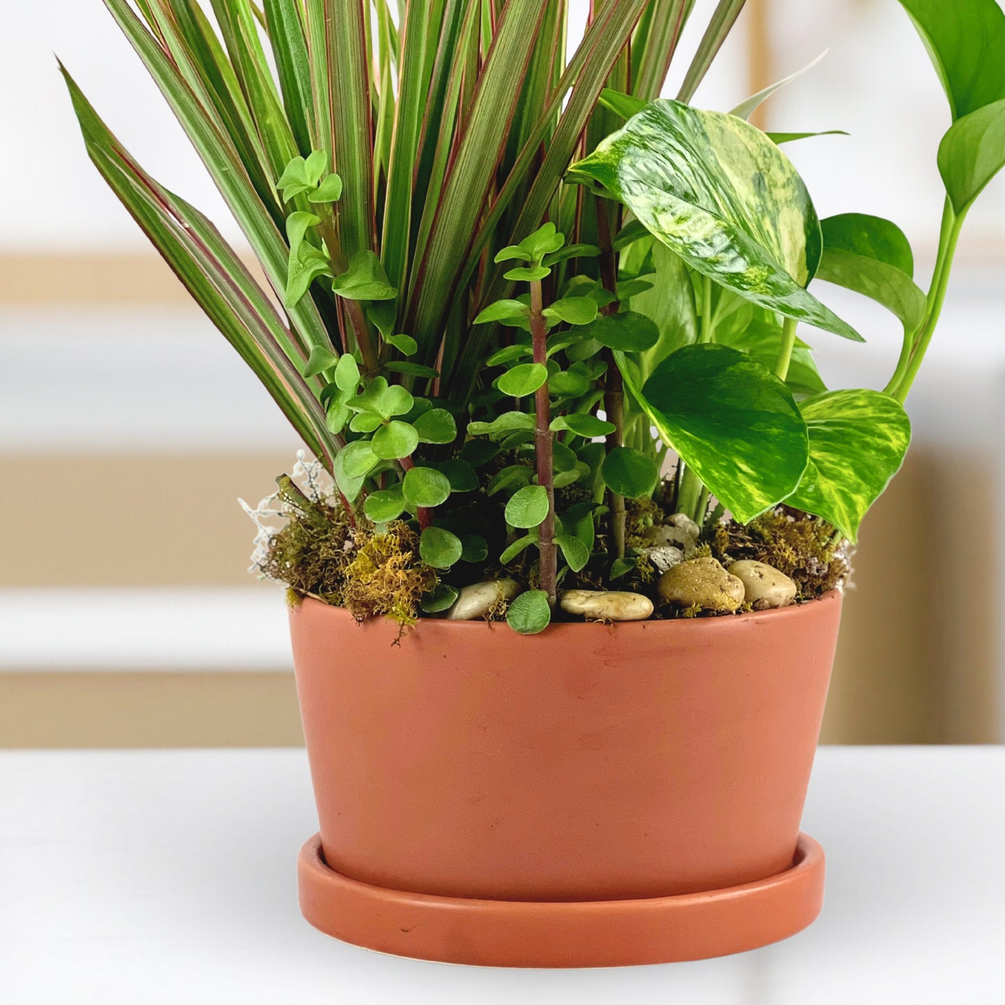 rust & root dish garden