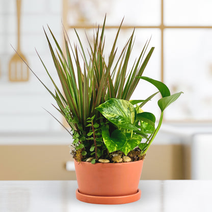 Rust & Root Dish Garden