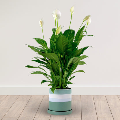 Sage & Solace Sympathy Peace Lily