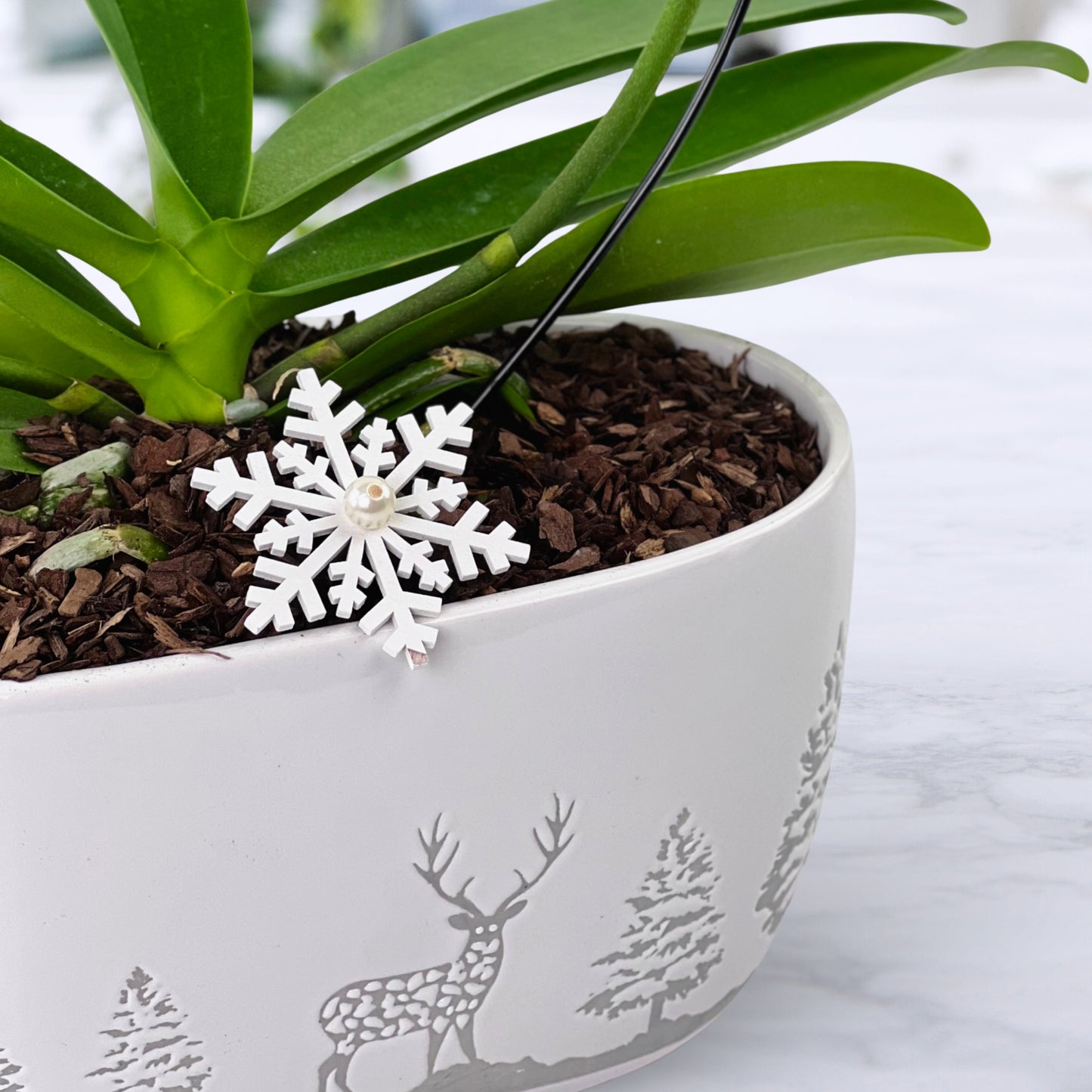 snow place like home - phalaenopsis plant